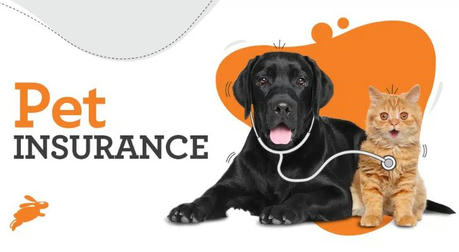 Pet Insurance Explained How It Can Save You Money and Protect Your Pet's Health